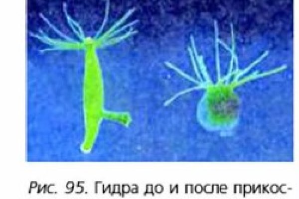 Кракен войти сегодня