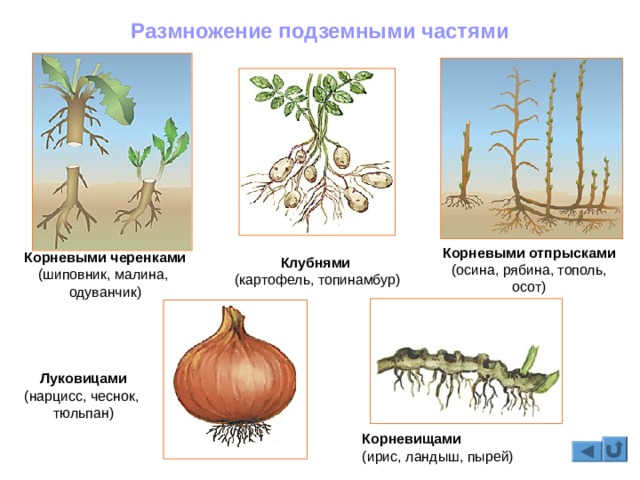 Кракен 9 at